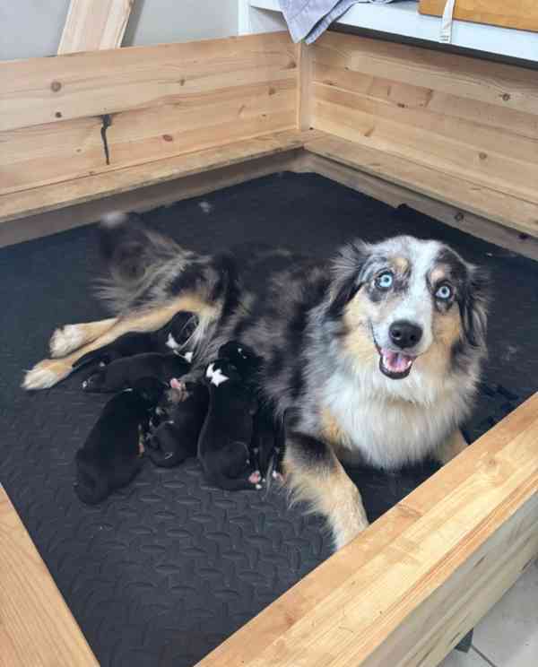 Prodej čistokrevných miniaturních amerických ovčáků - foto 7