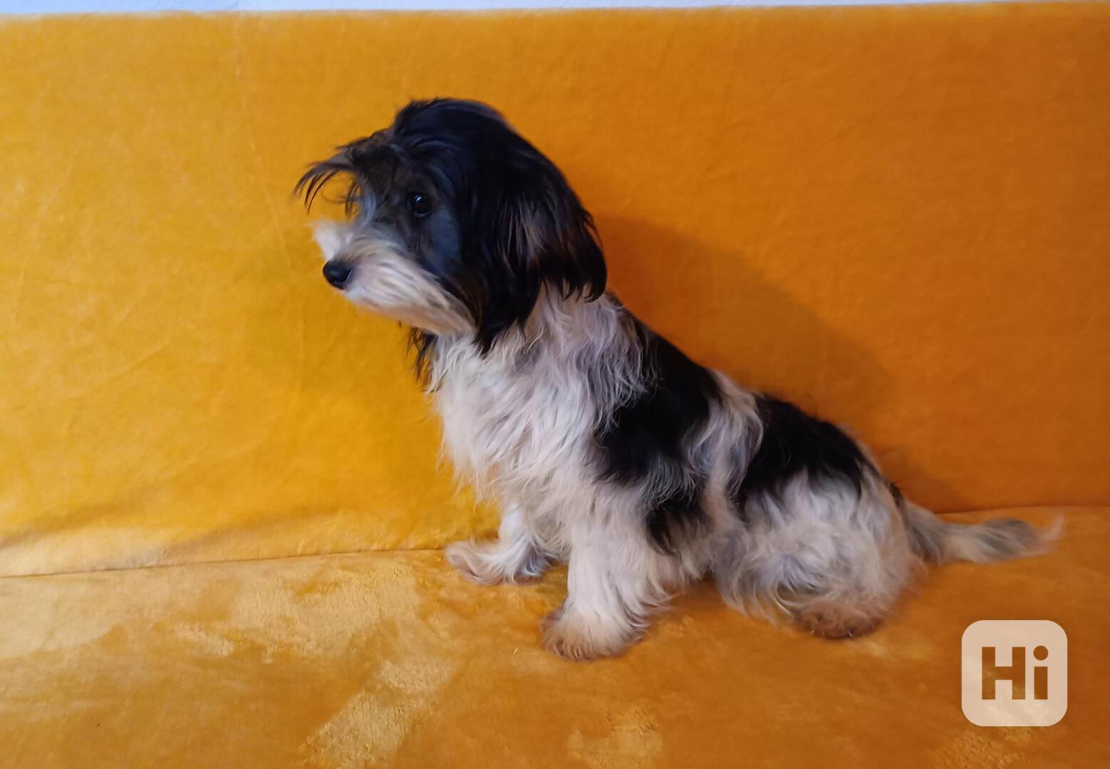 Biewer - pejsci bez pp - foto 1