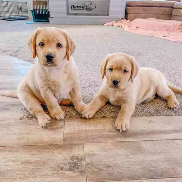 Tato rozkošná štěňátka labradora - foto 1