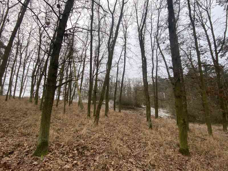 Lesní pozemek Kozojedy u Kralovic - foto 7