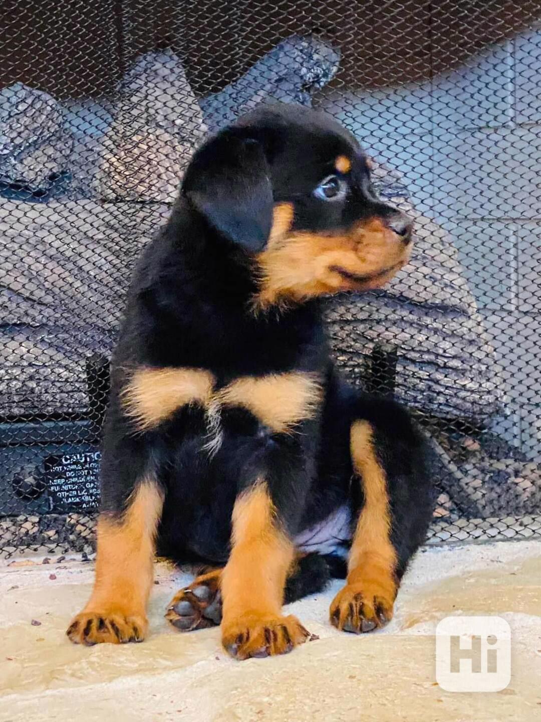 Štěňata rotvajlera k adopci - foto 1