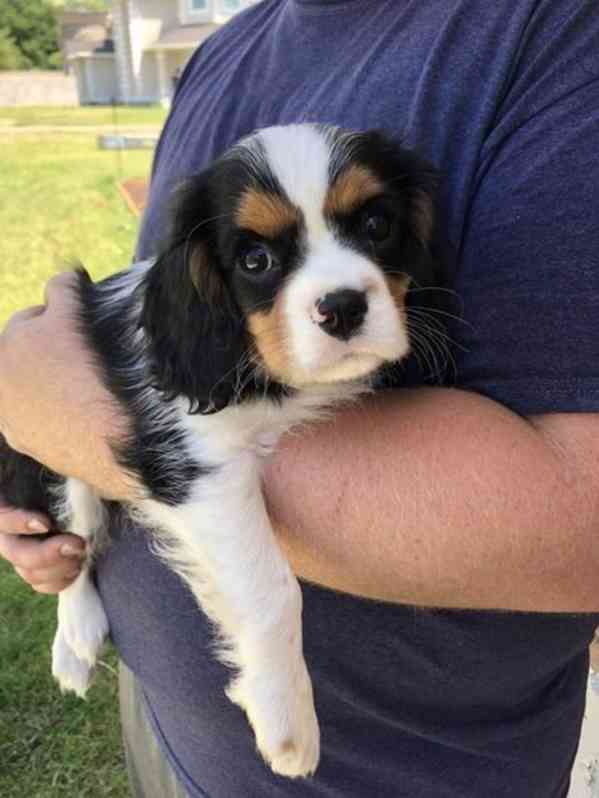 Sladký kavalír king charles španěl štěňata - foto 1