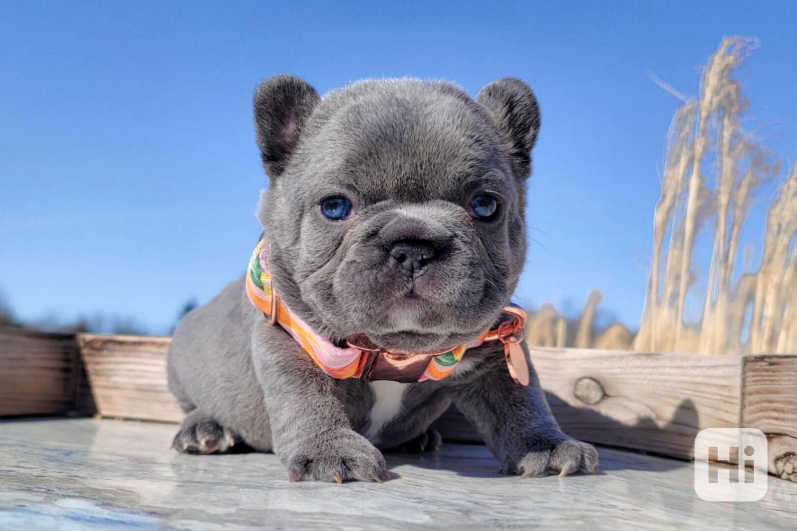 Štěňata francouzského buldoka - foto 1