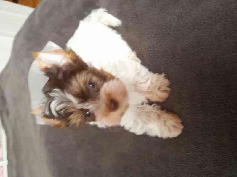 yorkšir teriér biro - foto 1