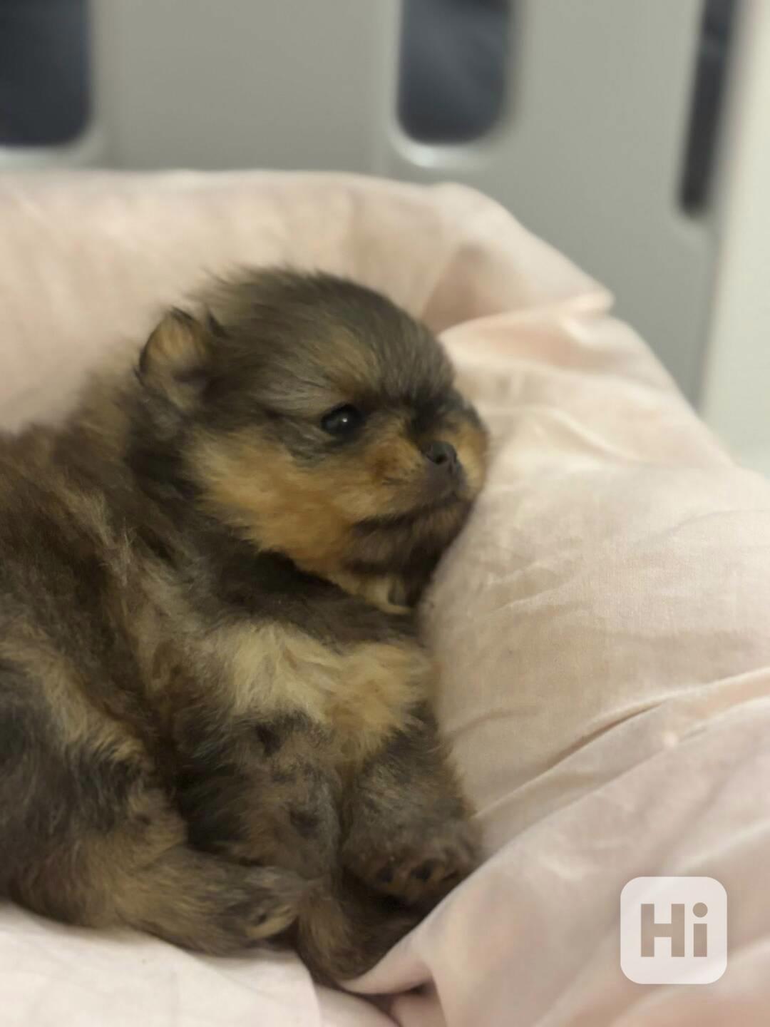 Prodáváme pomeraniana s PP - foto 1