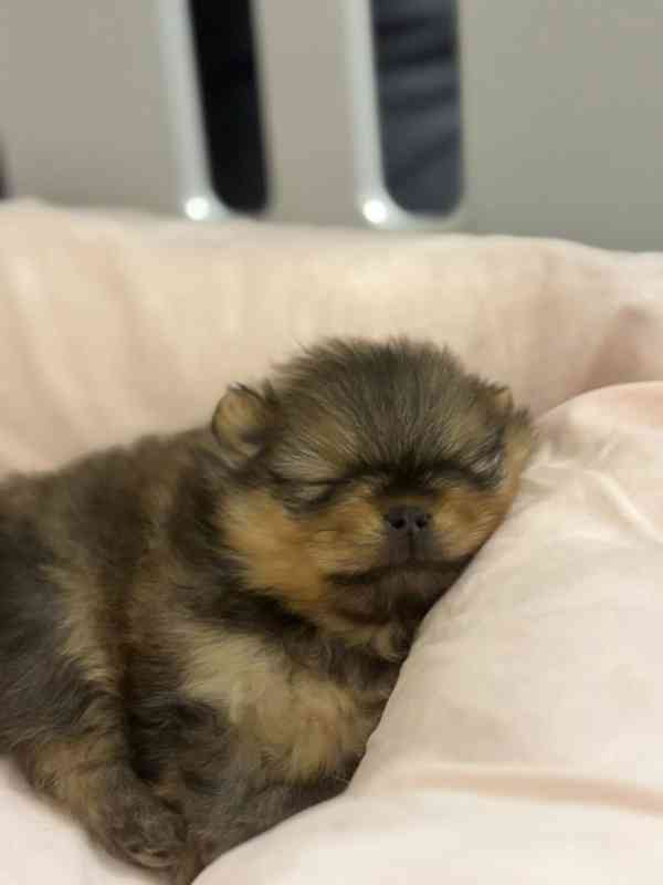 Prodáváme pomeraniana s PP - foto 2