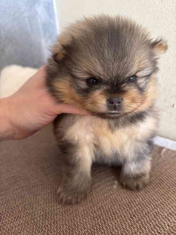 Prodáváme pomeraniana s PP - foto 4