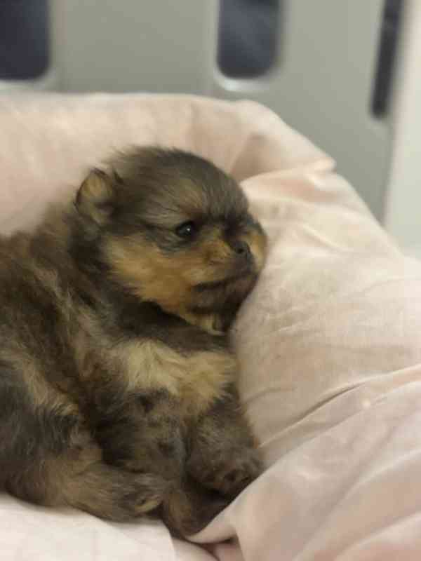 Prodáváme pomeraniana s PP - foto 1