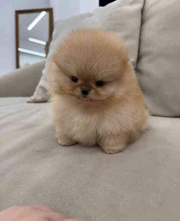 Prodáváme pomeraniana s PP - foto 8