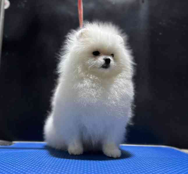 Prodáváme pomeraniana s PP - foto 5