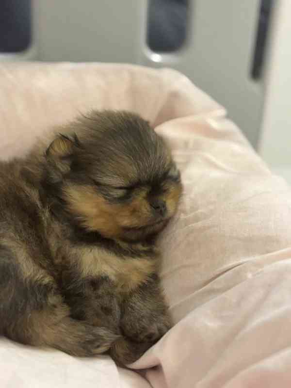 Prodáváme pomeraniana s PP - foto 3