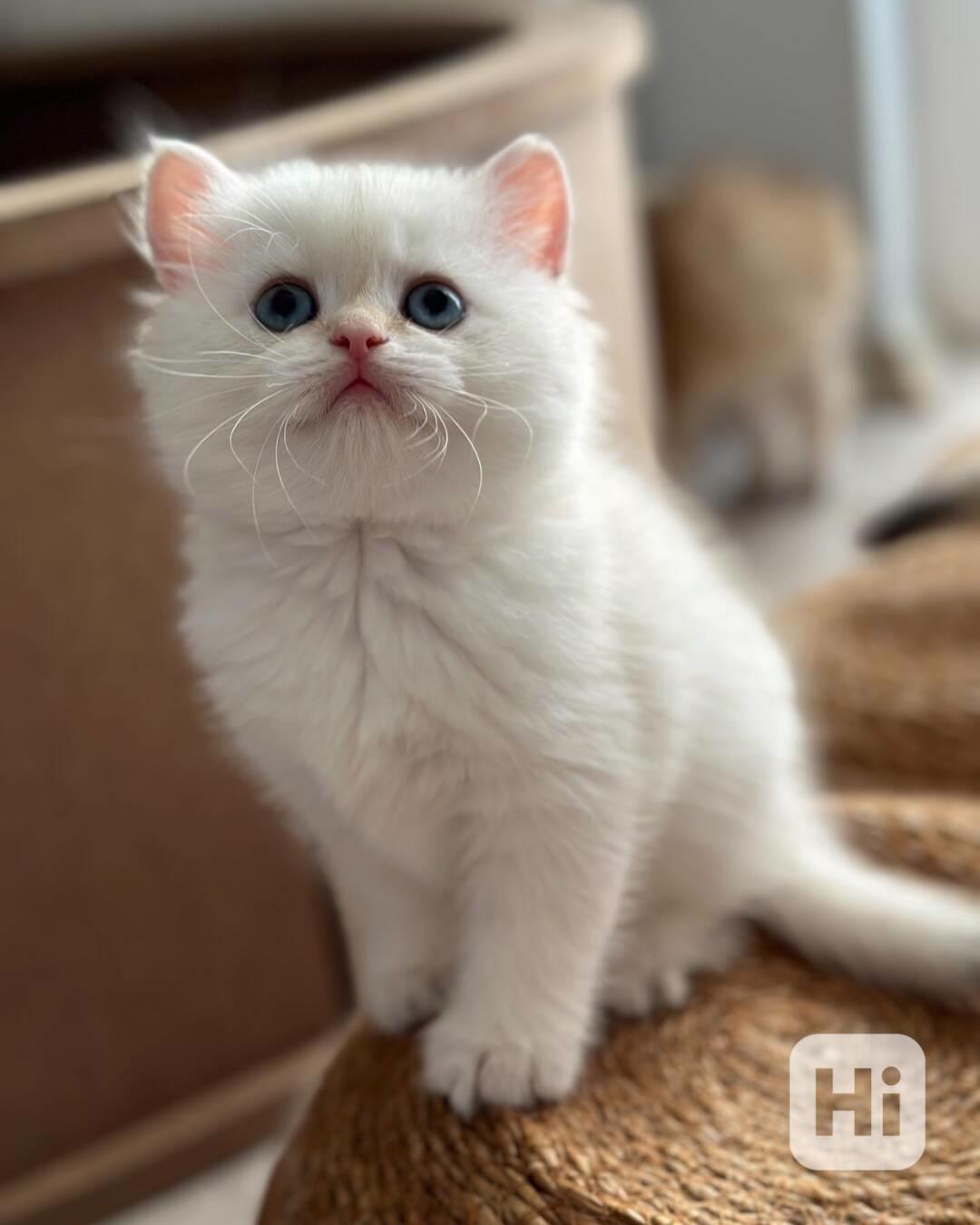 Perské kotě k dispozici - foto 1