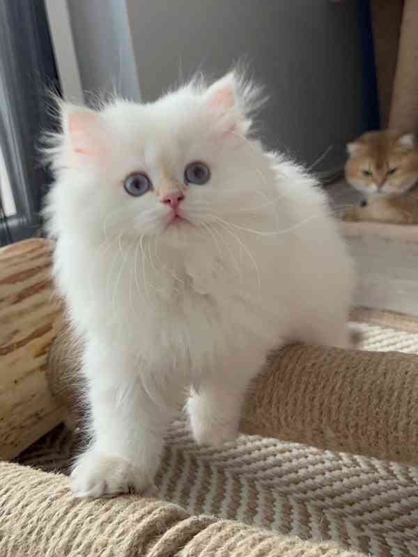 Perské kotě k dispozici - foto 2