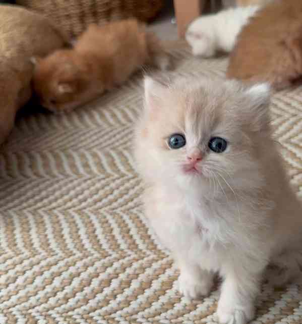 Perské kotě k dispozici - foto 4