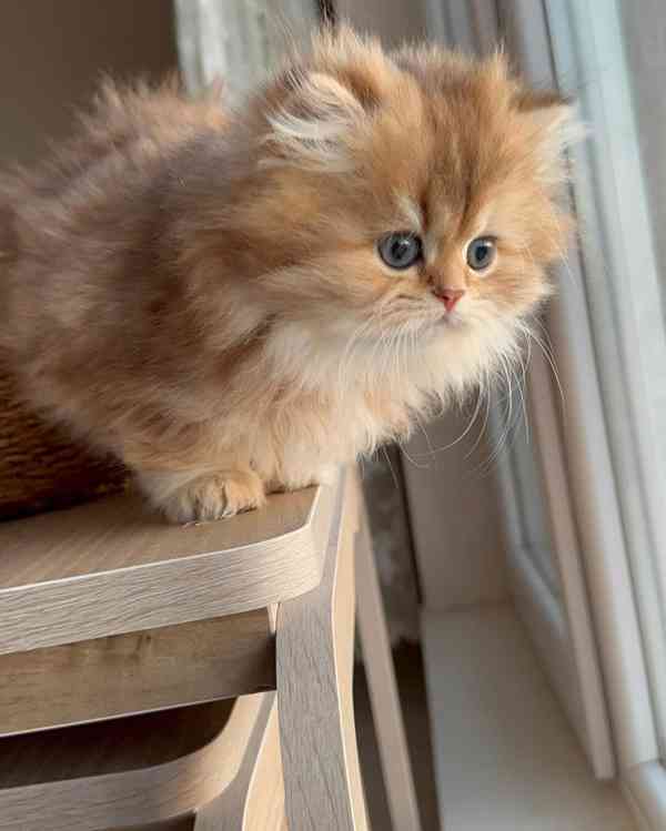 Perské kotě k dispozici - foto 5