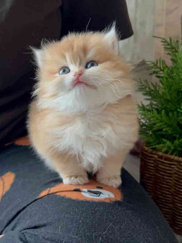 Perské kotě k dispozici - foto 3