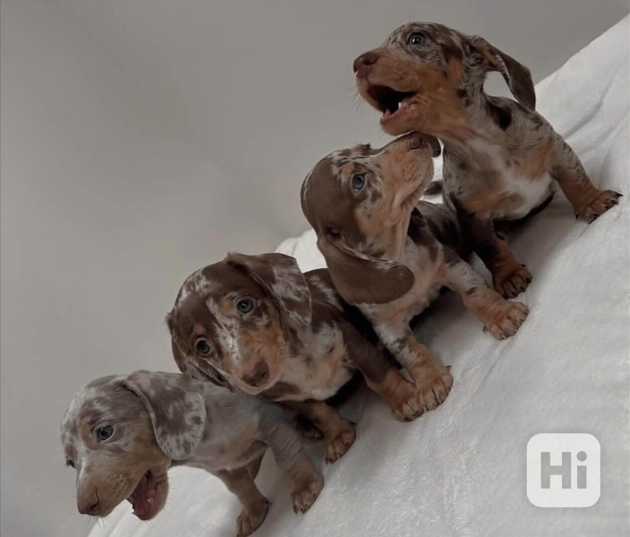 štěňata jezevčíka - foto 1