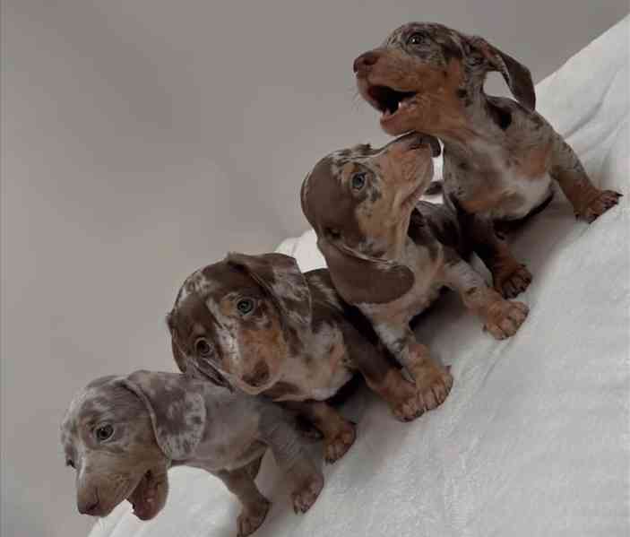 štěňata jezevčíka - foto 1