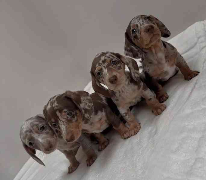 štěňata jezevčíka - foto 2