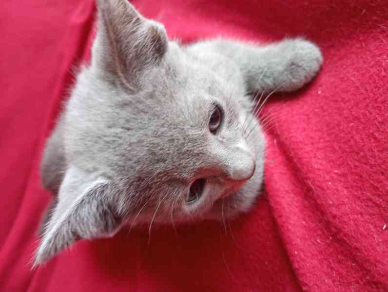Ruská modrá koťátka  s PP - foto 4
