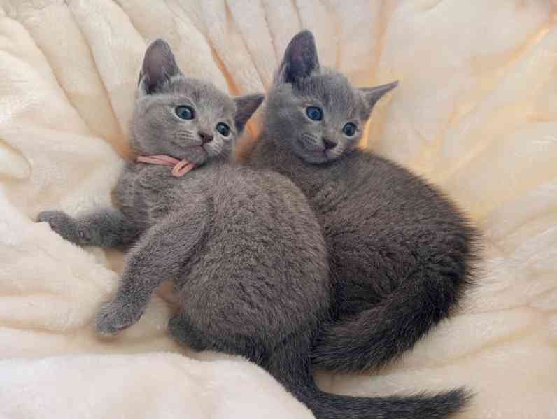 Ruská modrá koťátka  s PP - foto 1
