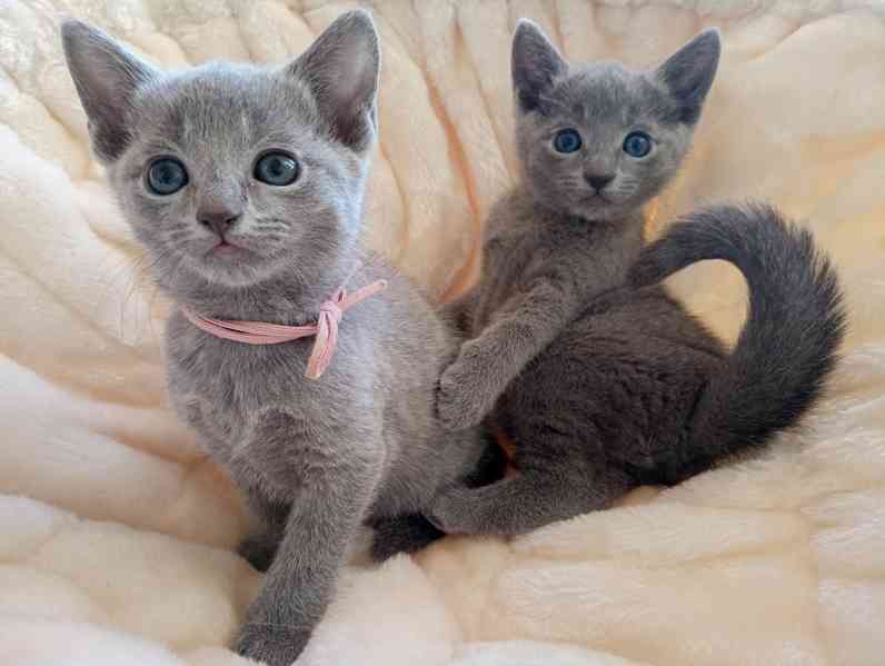 Ruská modrá koťátka  s PP - foto 3