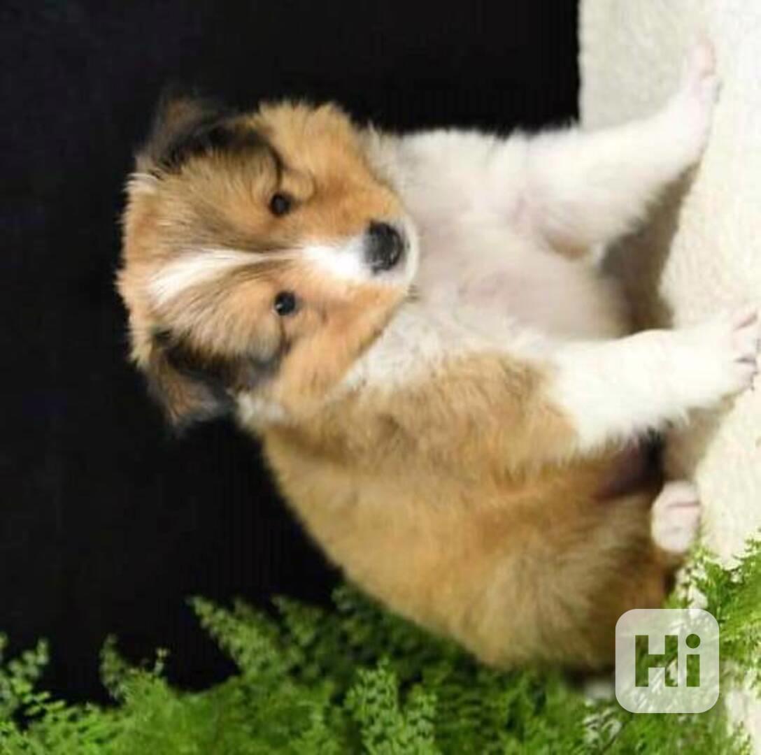 k dispozici šeltie shetlandský ovčák - foto 1