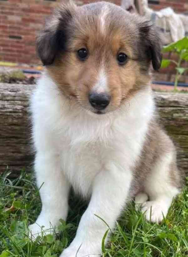 k dispozici šeltie shetlandský ovčák - foto 3
