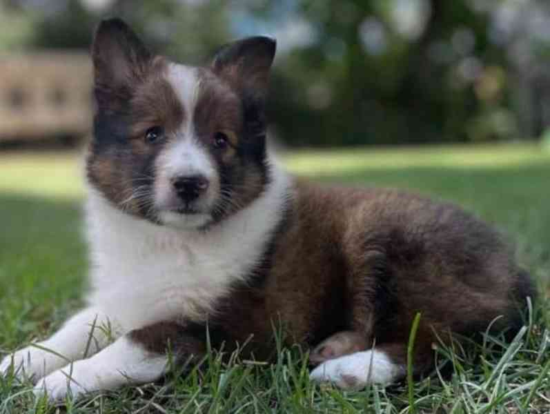 k dispozici šeltie shetlandský ovčák - foto 2