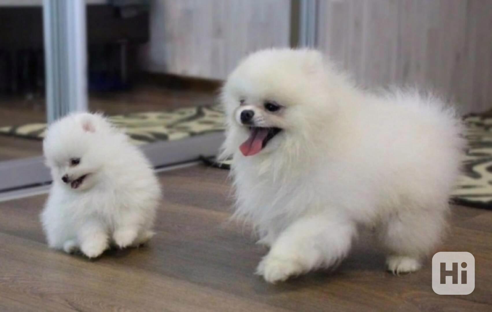 Úžasná štěňata pomeranianů - foto 1