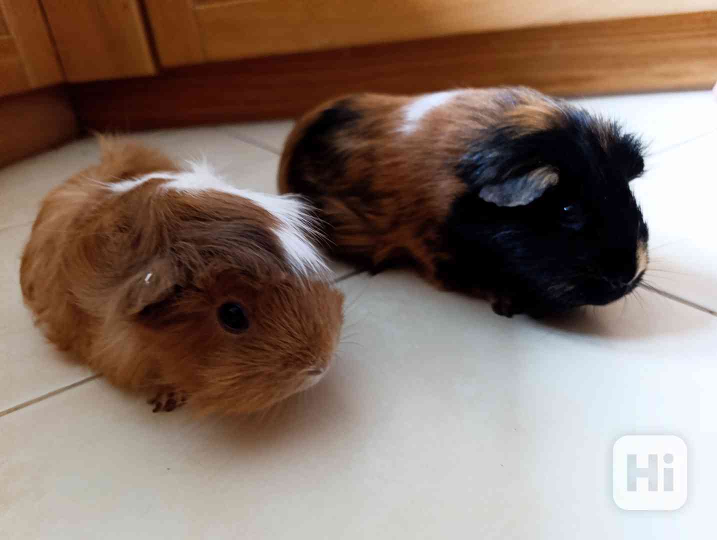 Morčata , 2 holky, zdarma - foto 1