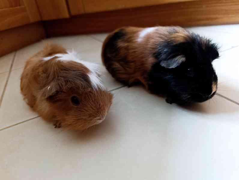 Morčata , 2 holky, zdarma - foto 2