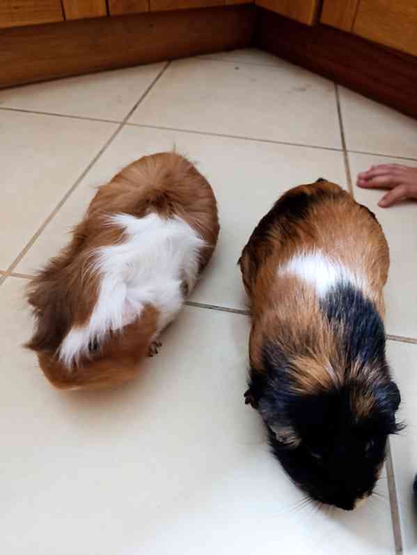 Morčata , 2 holky, zdarma - foto 3