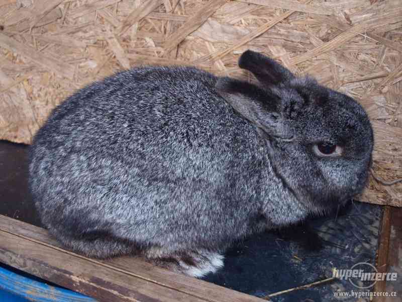 Zakrslý králíček - foto 2