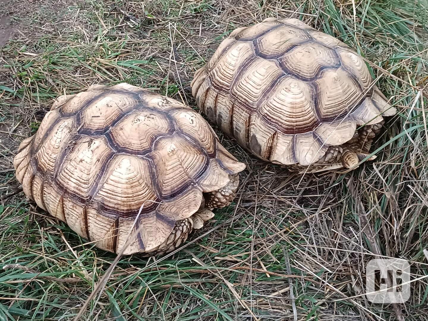 Pár želv ostruhatých – sulcata – i jednotlivě - foto 1