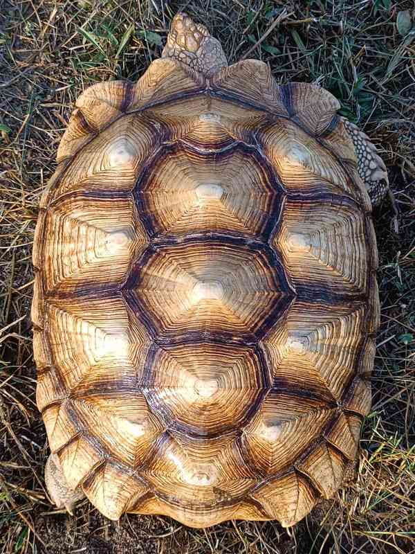 Pár želv ostruhatých – sulcata – i jednotlivě - foto 10