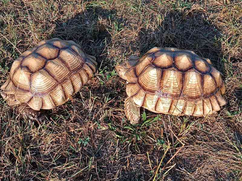 Pár želv ostruhatých – sulcata – i jednotlivě - foto 4