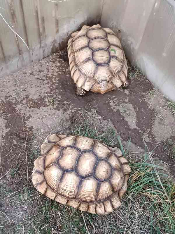 Pár želv ostruhatých – sulcata – i jednotlivě - foto 7
