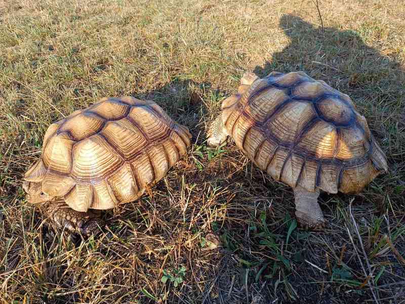 Pár želv ostruhatých – sulcata – i jednotlivě - foto 9