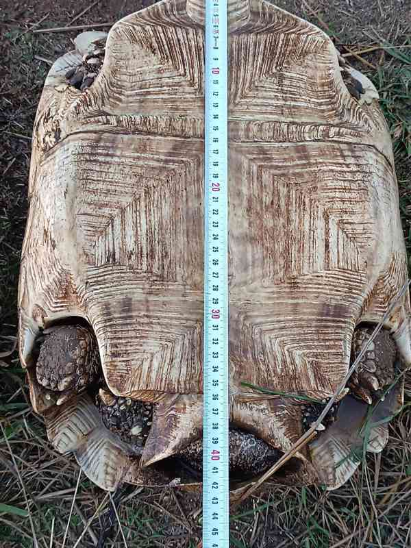 Pár želv ostruhatých – sulcata – i jednotlivě - foto 3