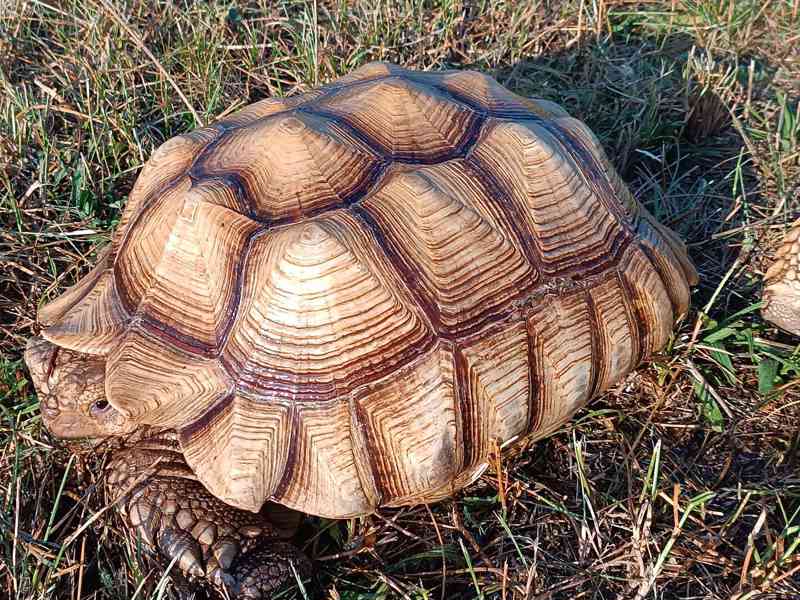 Pár želv ostruhatých – sulcata – i jednotlivě - foto 12