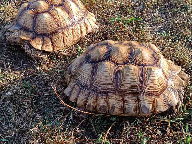 Pár želv ostruhatých – sulcata – i jednotlivě - foto 13