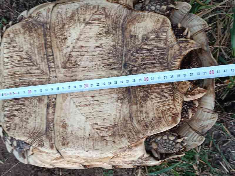 Pár želv ostruhatých – sulcata – i jednotlivě - foto 2