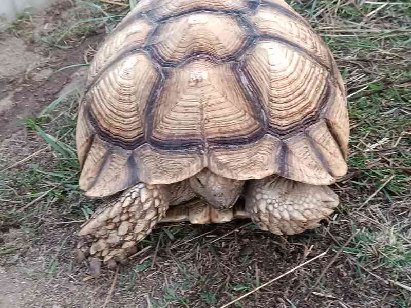 Pár želv ostruhatých – sulcata – i jednotlivě - foto 11