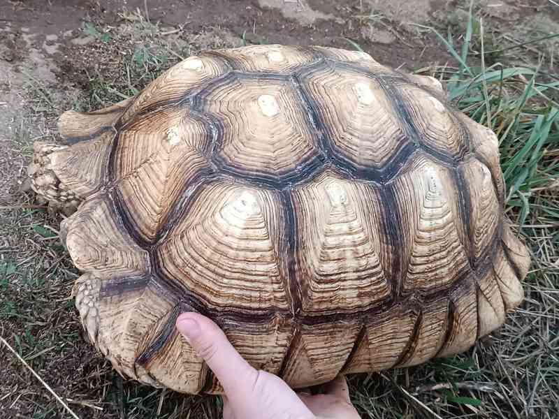 Pár želv ostruhatých – sulcata – i jednotlivě - foto 8