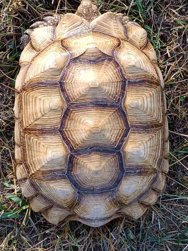 Pár želv ostruhatých – sulcata – i jednotlivě - foto 6