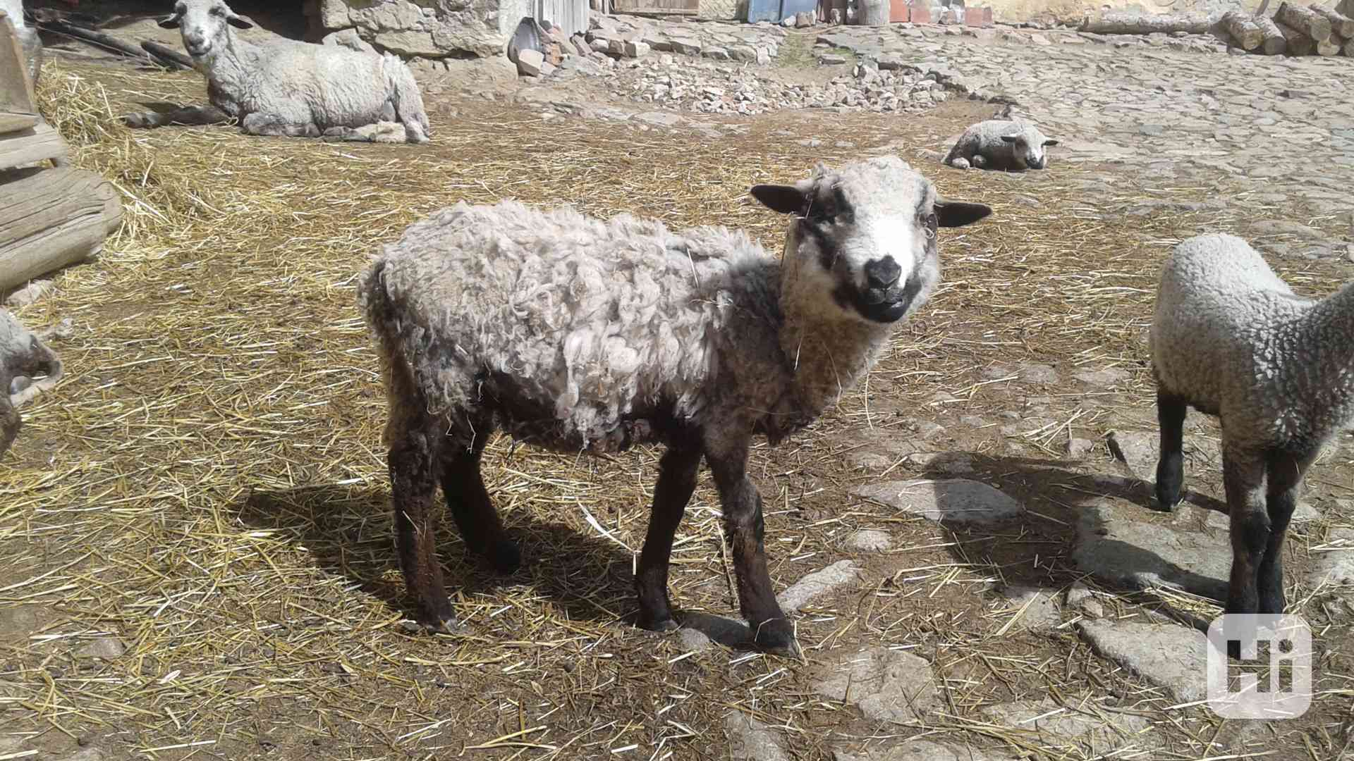 Prodám malou jehničku - foto 1