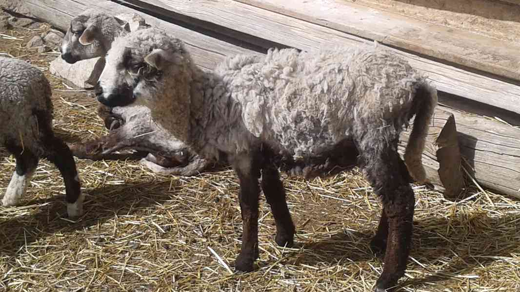 Prodám malou jehničku - foto 3