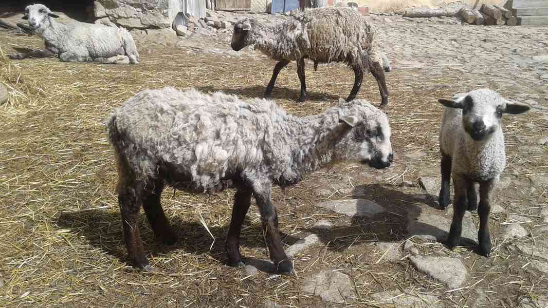 Prodám malou jehničku - foto 2