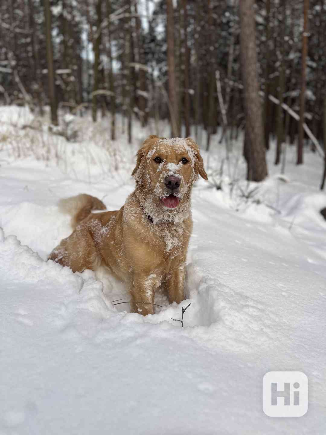 Hledám krytí pro Fenu Zlatého retrívra bez PP - foto 1